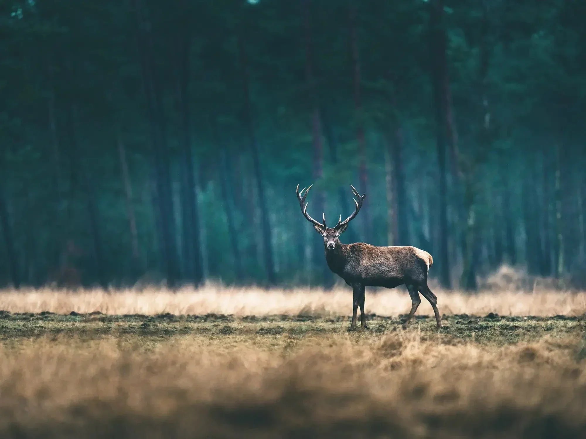 Drückjagd: Vorbereitung, Tipps & Ausrüstung