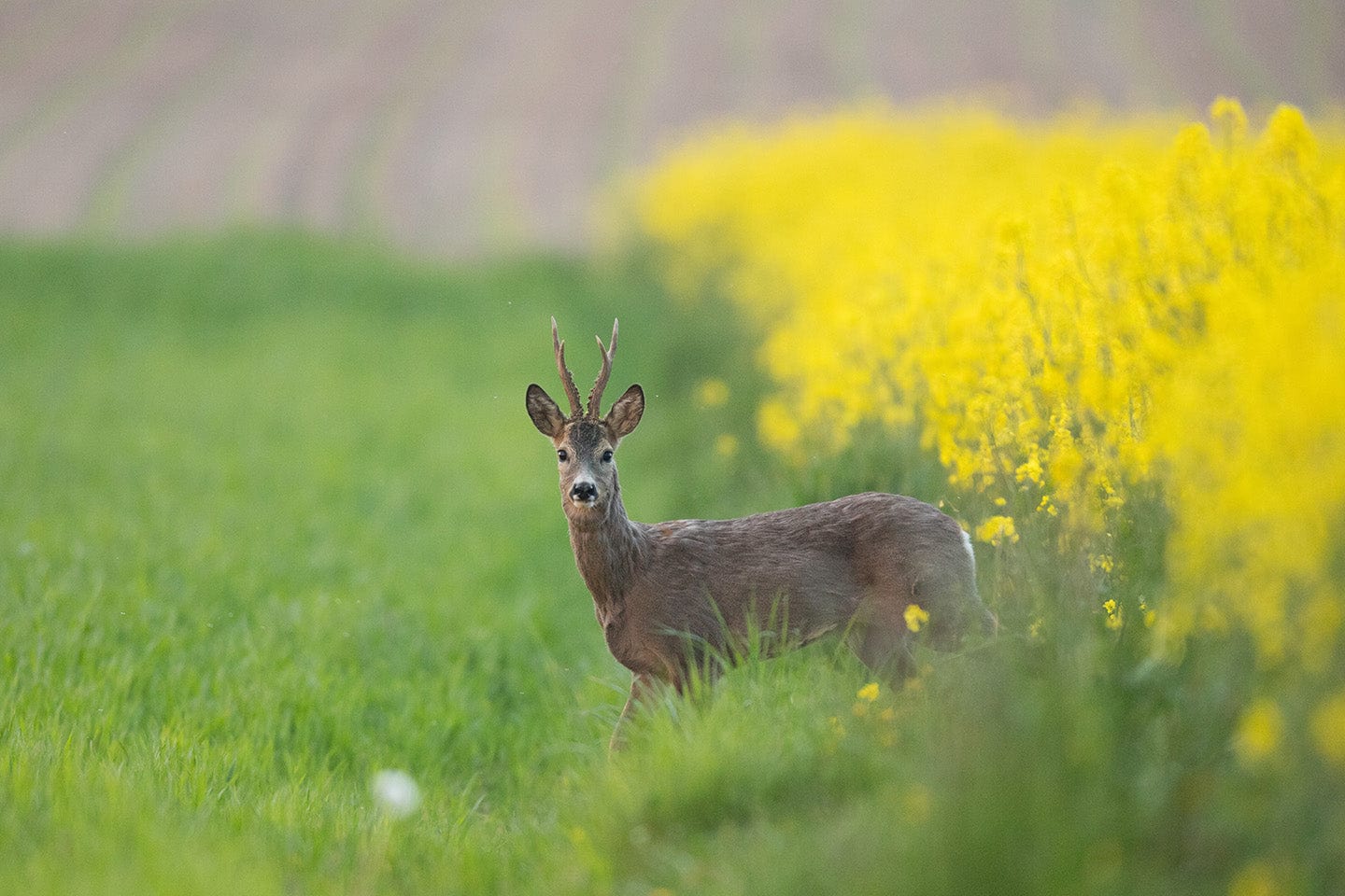 Rehwildjagd im April: Schmalrehe und Böcke gezielt bejagen
