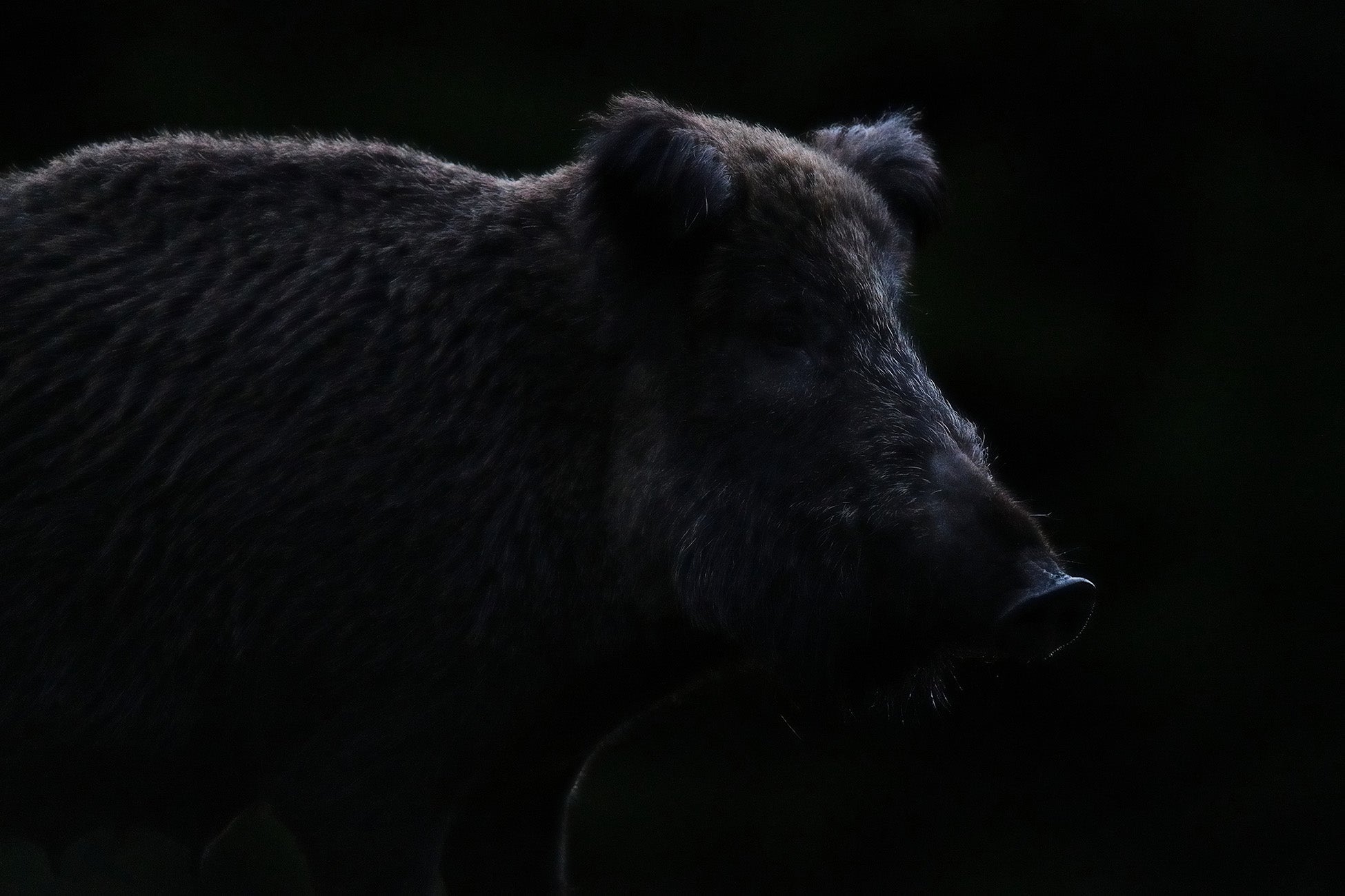 Black Week - Heidejagd