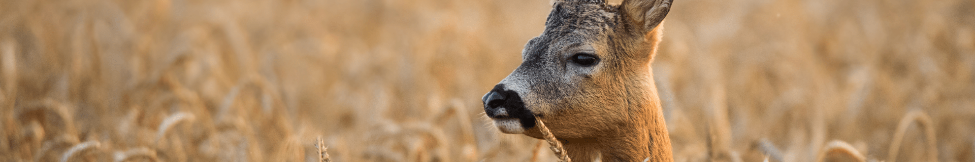 Kuscheltiere - Heidejagd