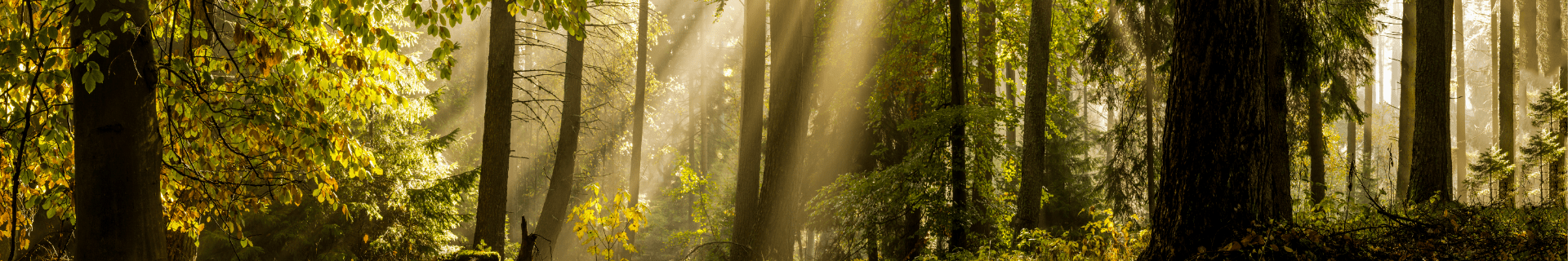 Lockmittel - Heidejagd