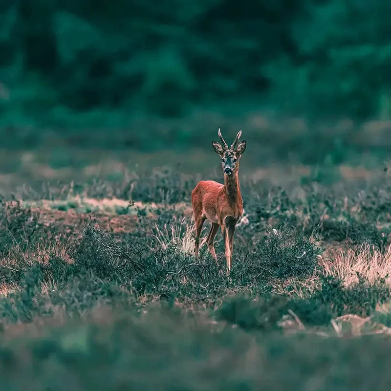 Rotwild auf der Wiese
