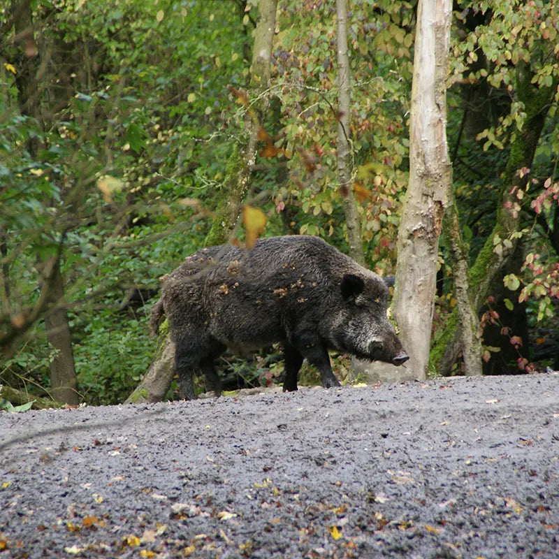 Wildschwein im Wald