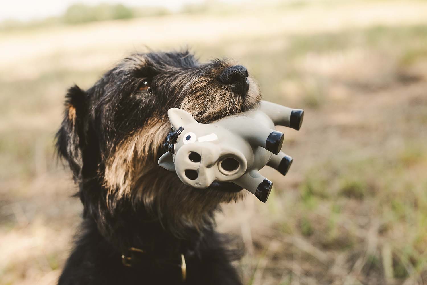 Hundespielzeug Wildschwein - Heidejagd