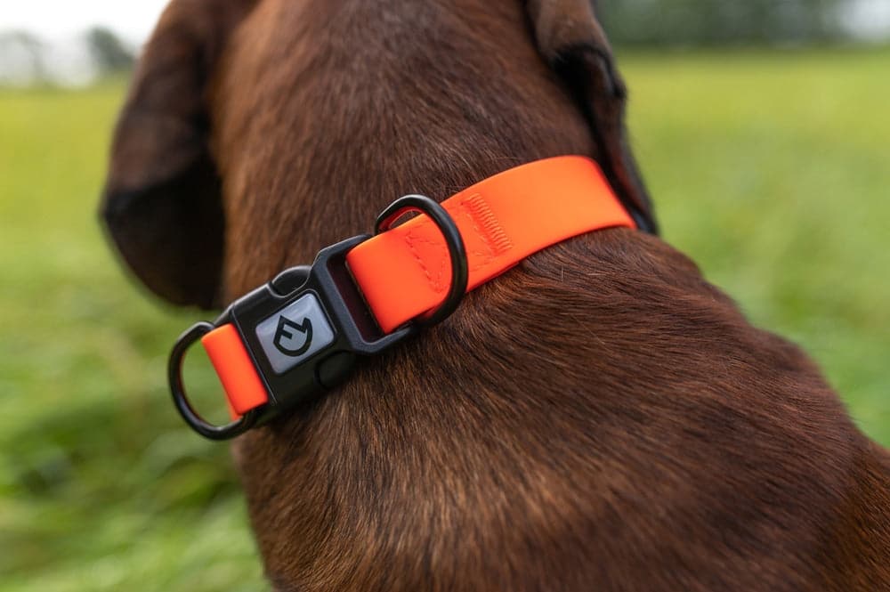 Verstellbares Hundehalsband - Heidejagd