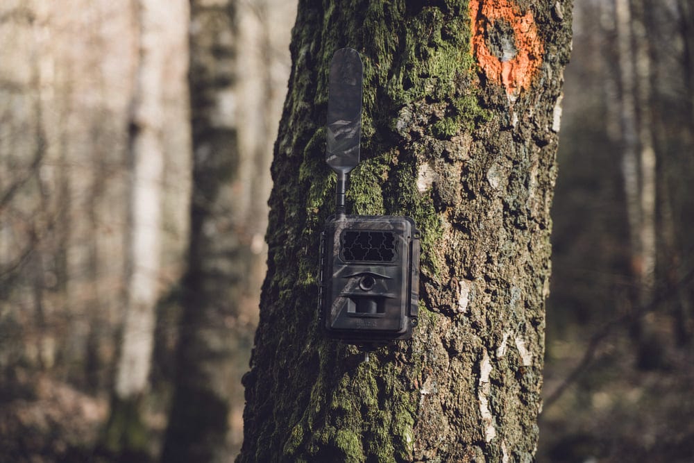 Seissiger Wildkamera Special-Cam LTE Supersim-Edition inkl. 6 x 18650-Akkus - Heidejagd