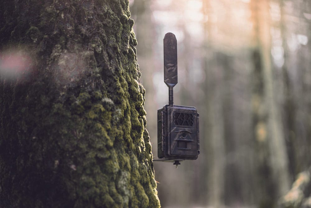 Seissiger Wildkamera Special-Cam LTE Supersim-Edition inkl. 6 x 18650-Akkus - Heidejagd