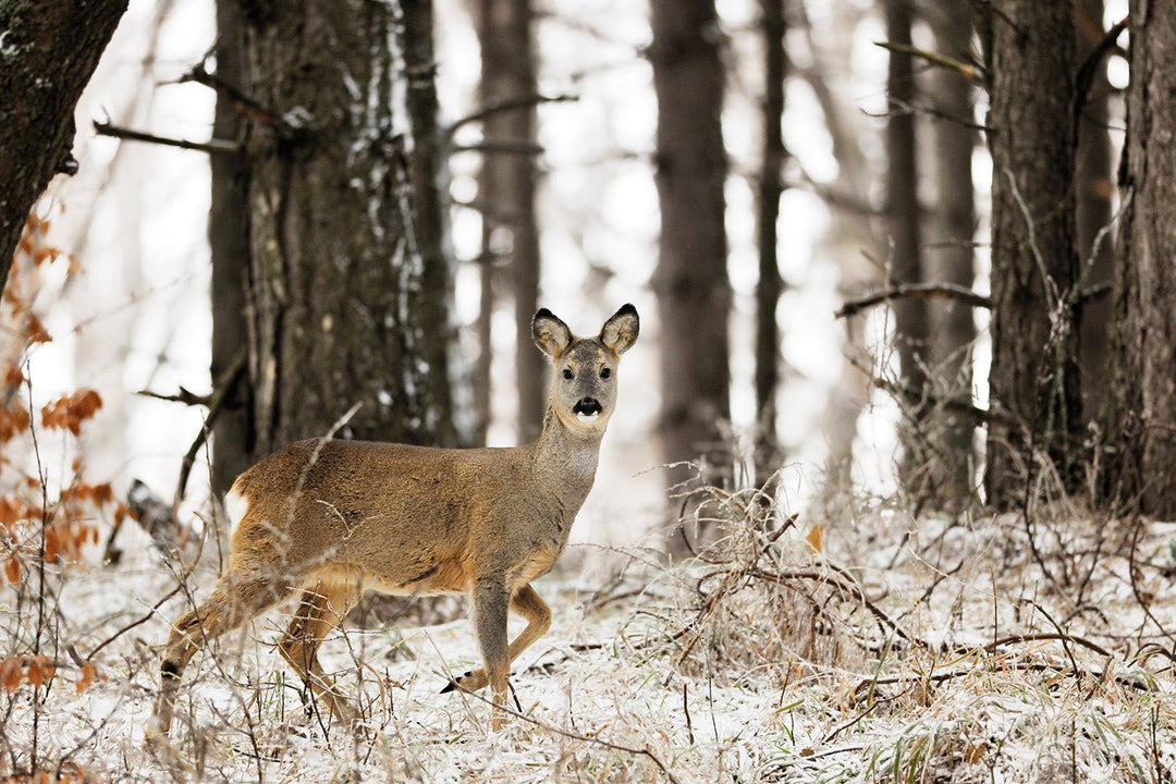 Effiziente Drückjagd auf Rehwild - Heidejagd