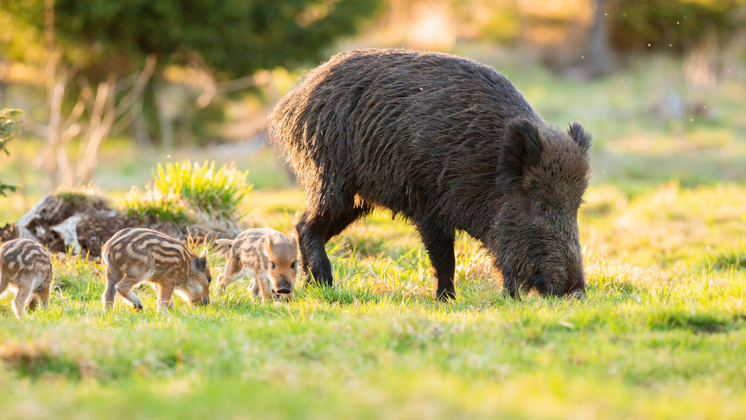 FRÜHJAHRSJAGD AUF SCHWARZWILD - Heidejagd