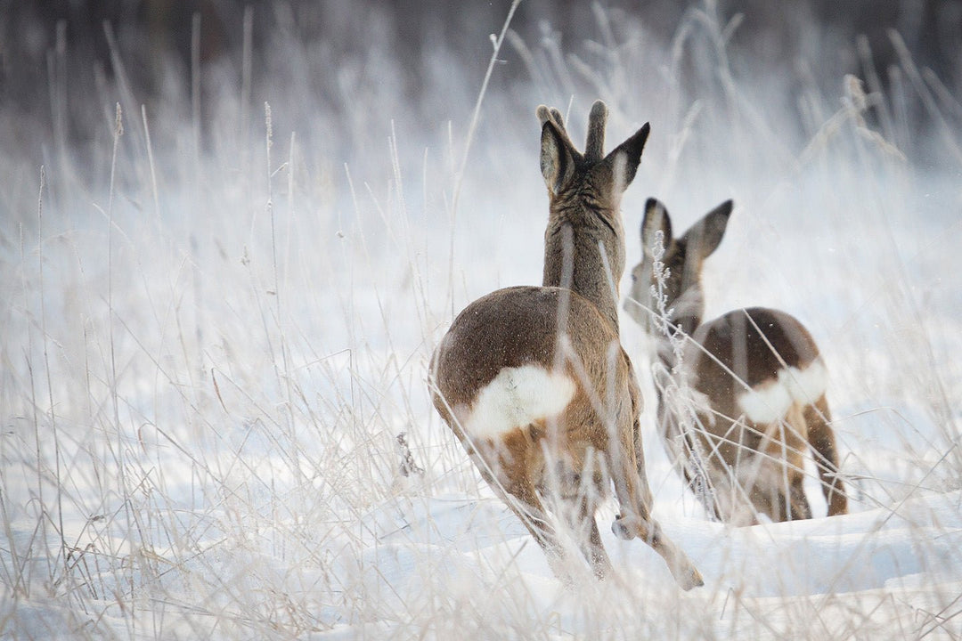 Jagdpullover im Herbst und Winter: Der perfekte Begleiter für kalte Jagdtage - Heidejagd