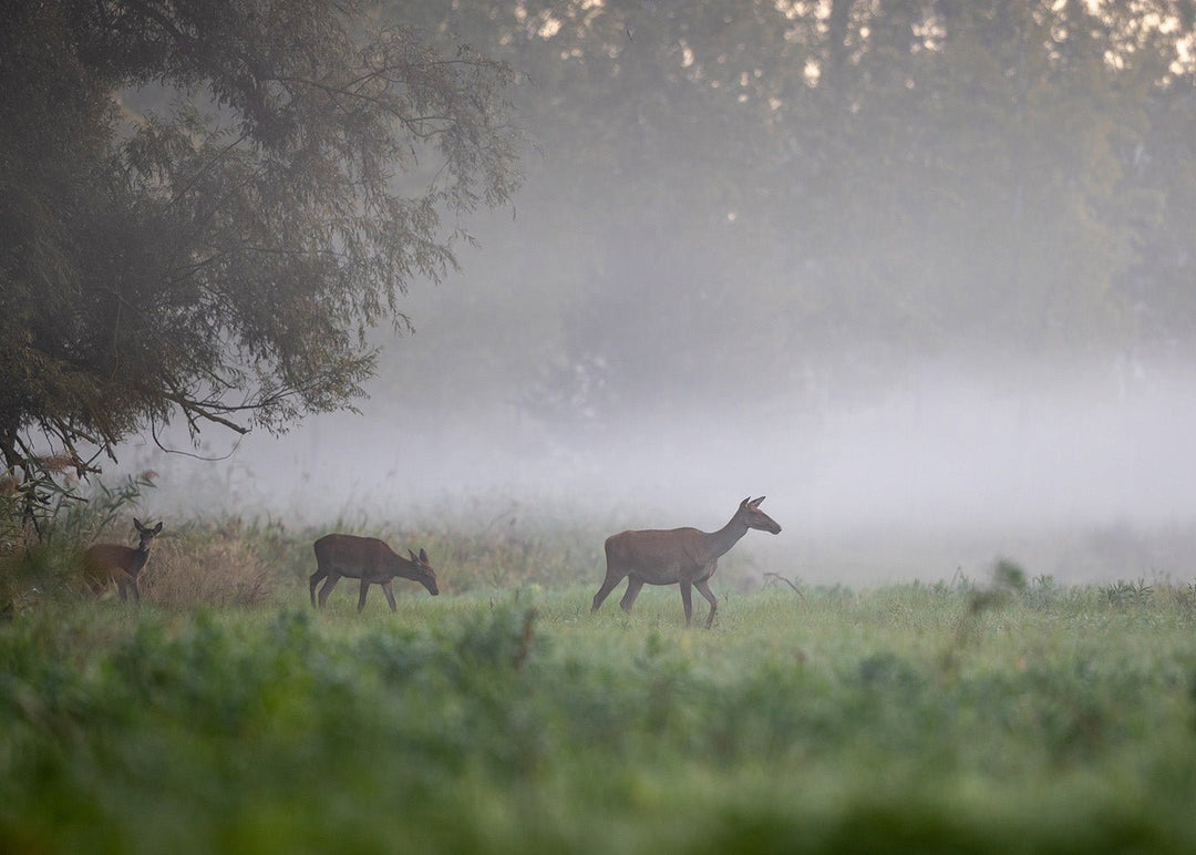 Störungsarme Rotwildbejagung - Heidejagd