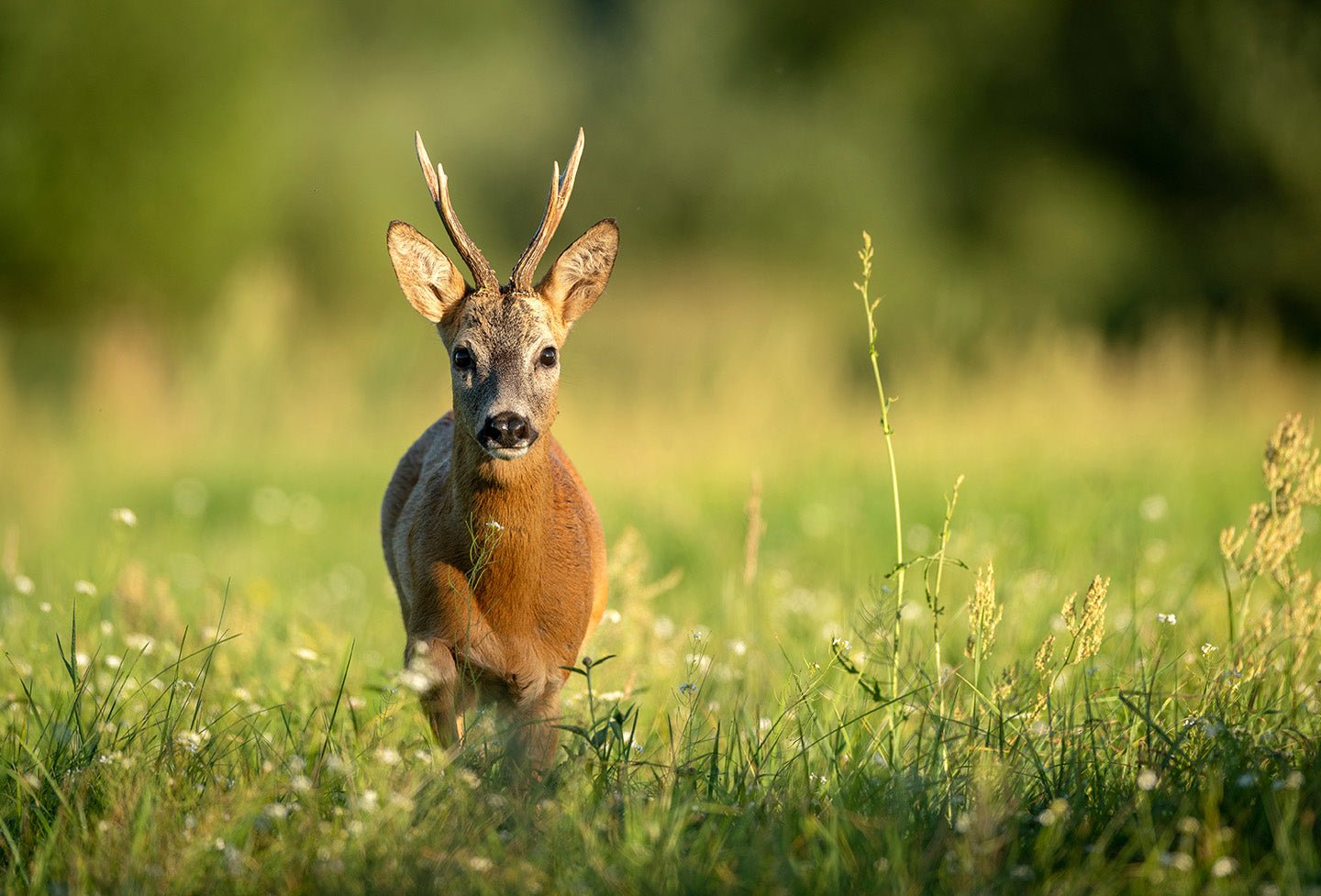 Tipps zur Altersbestimmung von Rehböcken - Heidejagd