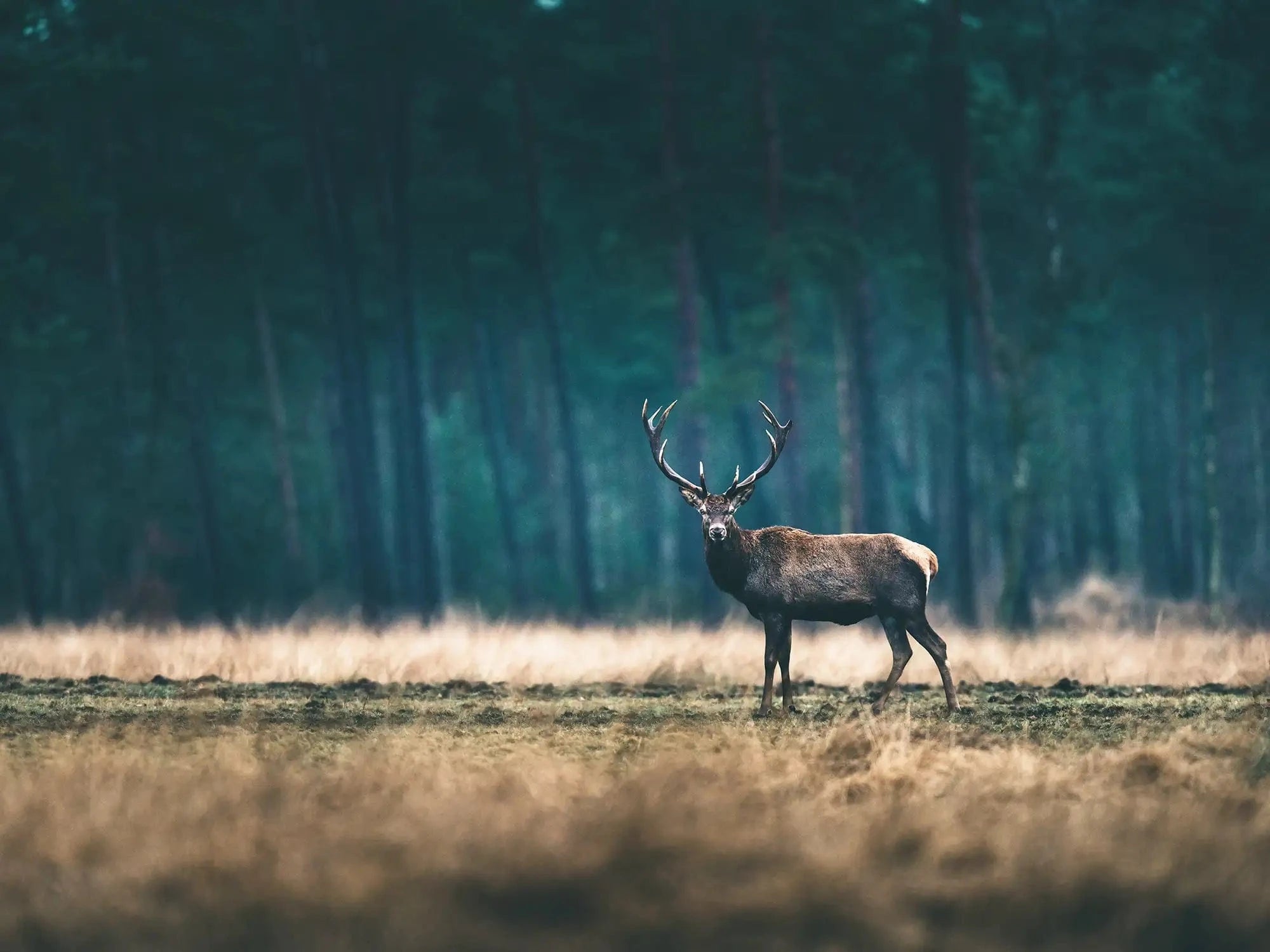 Rotwild auf der Wiese