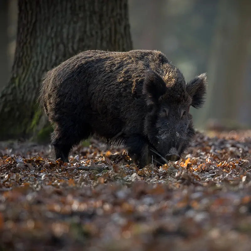 Wildschwein im Wald 